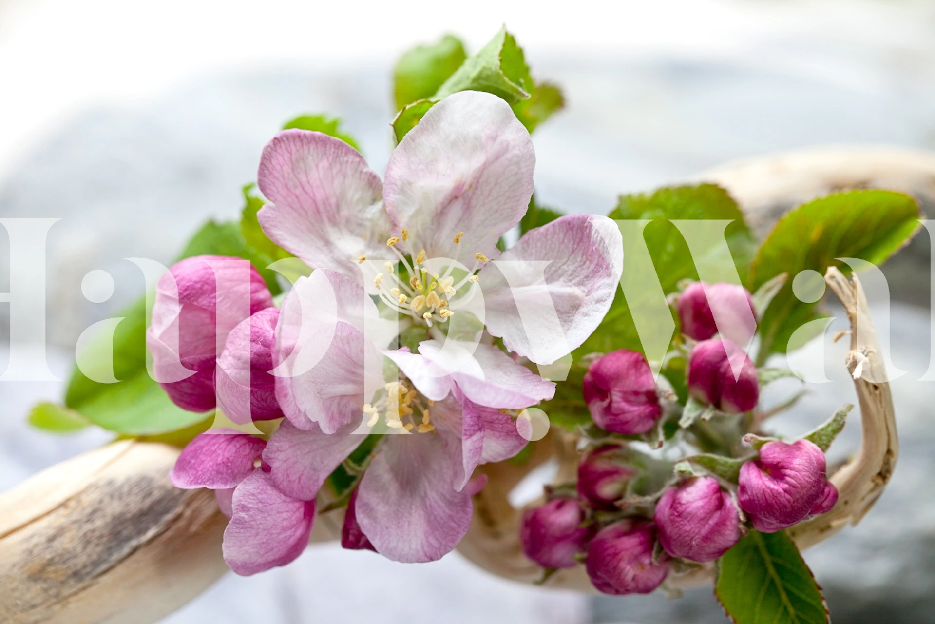 Apple Blossom Close-up tapeta v místnosti
