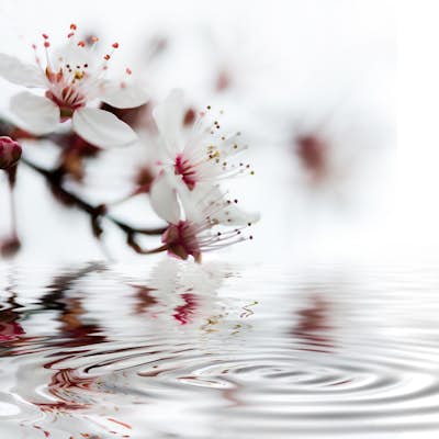 Τοιχογραφία