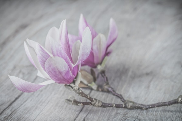 Pink White Magnolia Flower