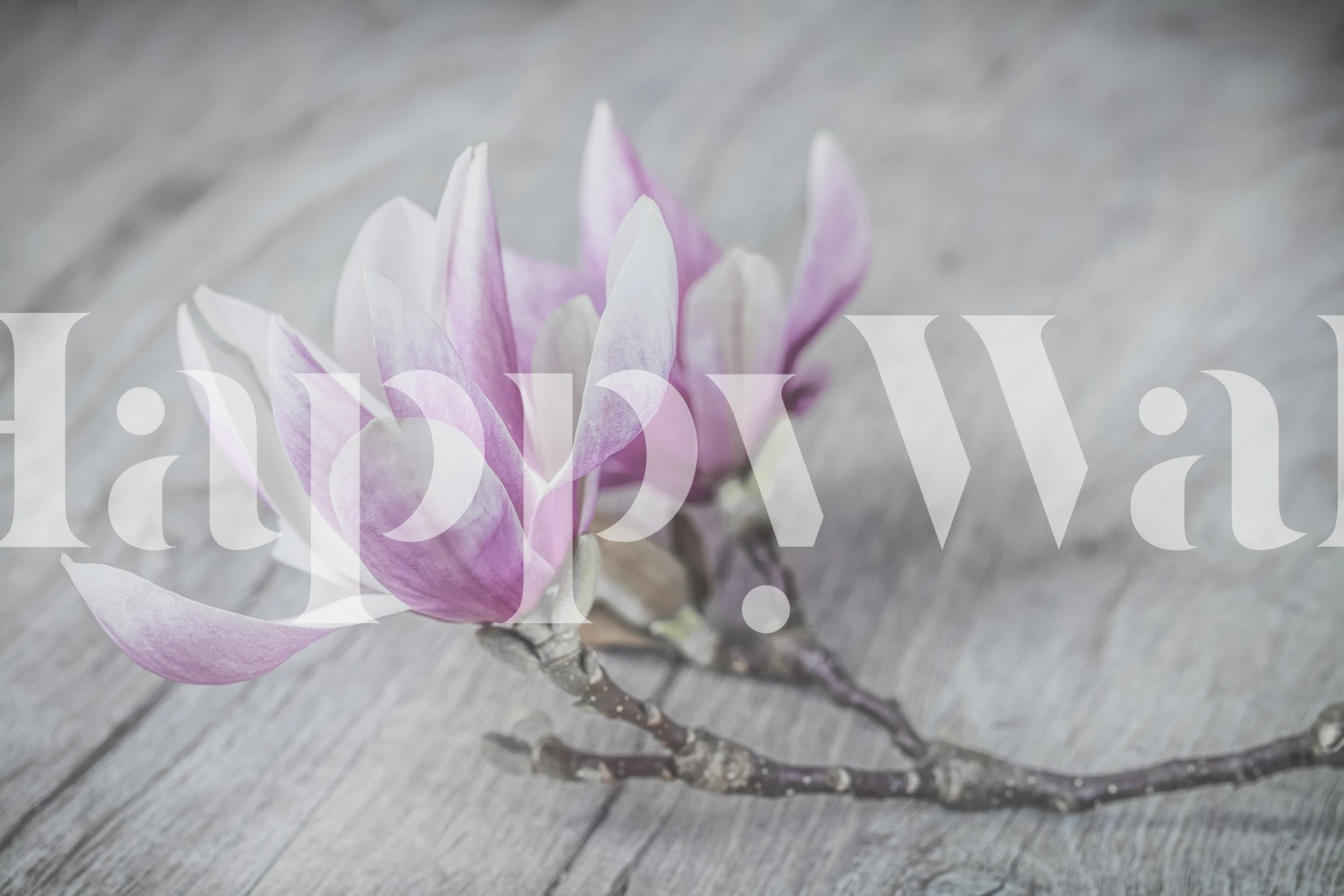 Pink and white magnolia flower wallpaper design