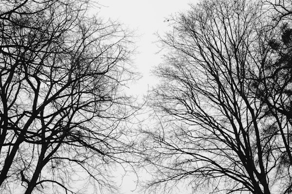 Tree Silhouettes 1