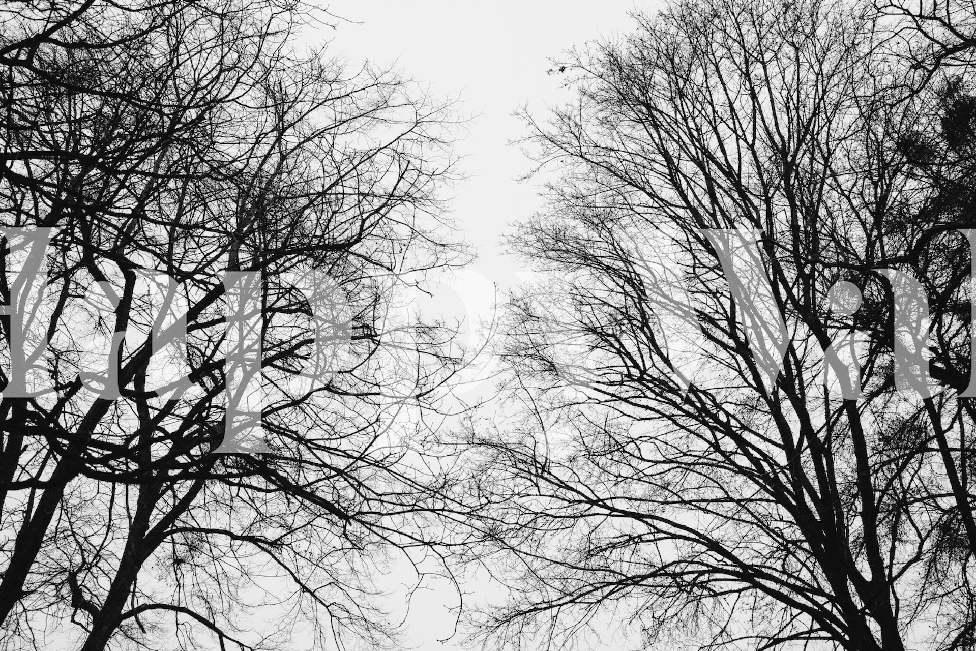 Tree silhouettes wallpaper in a room