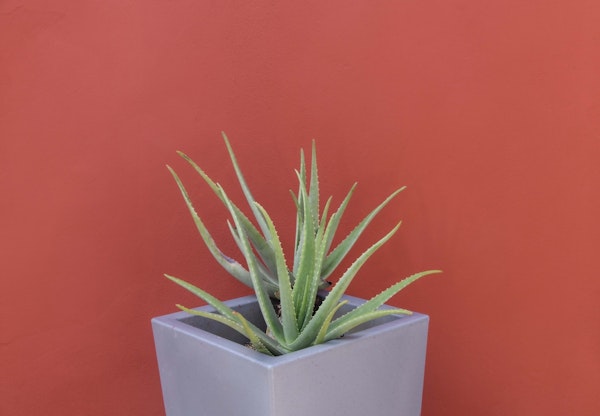Aloe Vera in a Pot 1