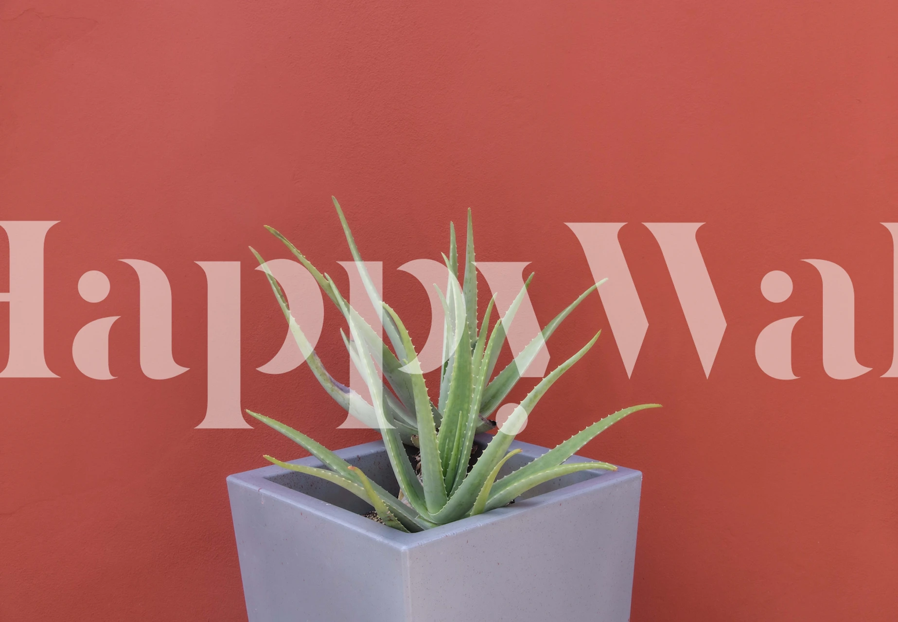 Aloe Vera plant in a white pot against a terracotta background wall mural