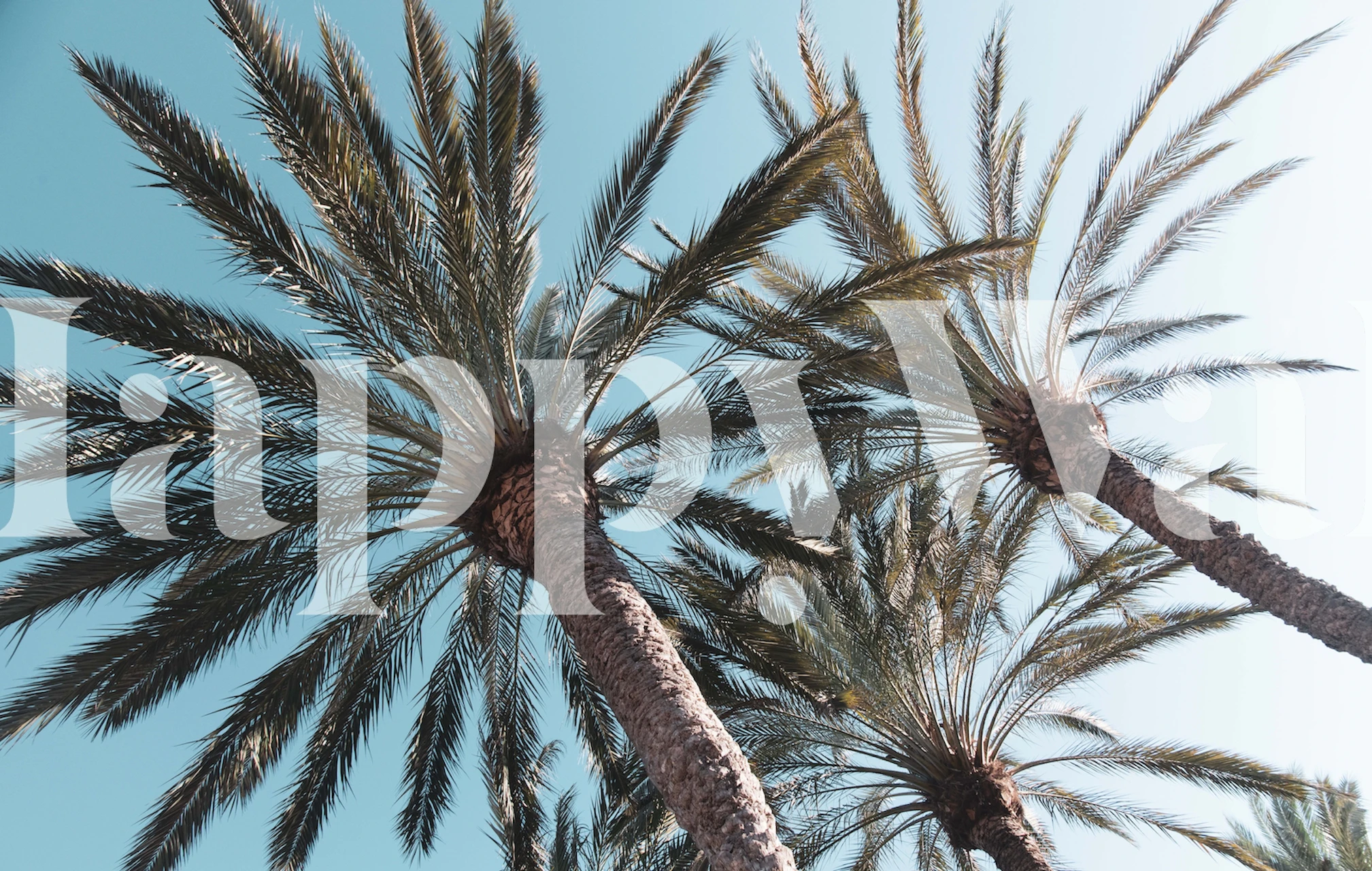 Palm trees with green leaves on a blue background wallpaper