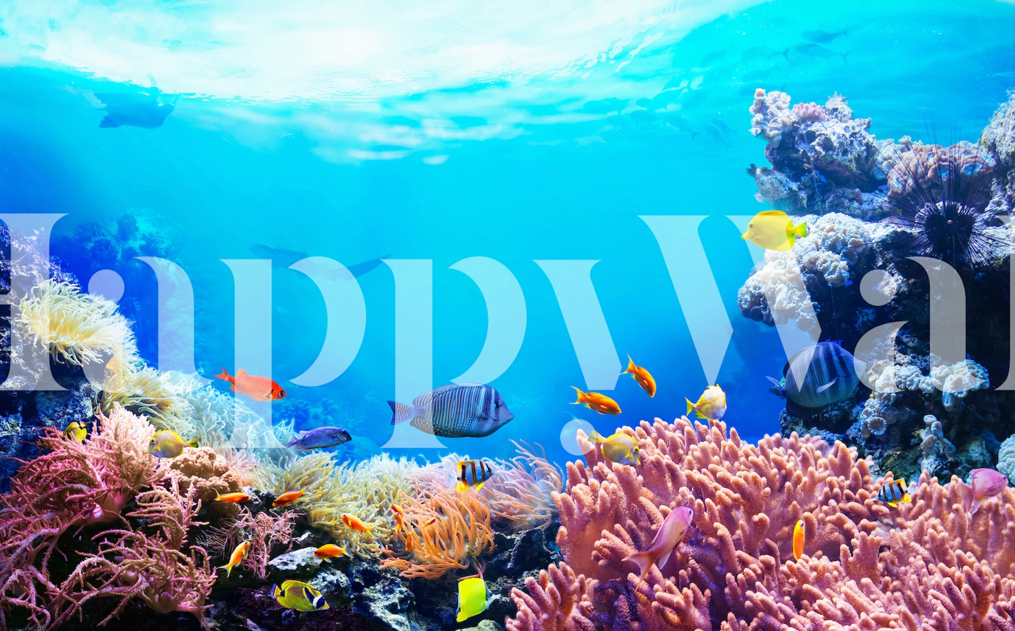 Underwater sea world wallpaper in a room