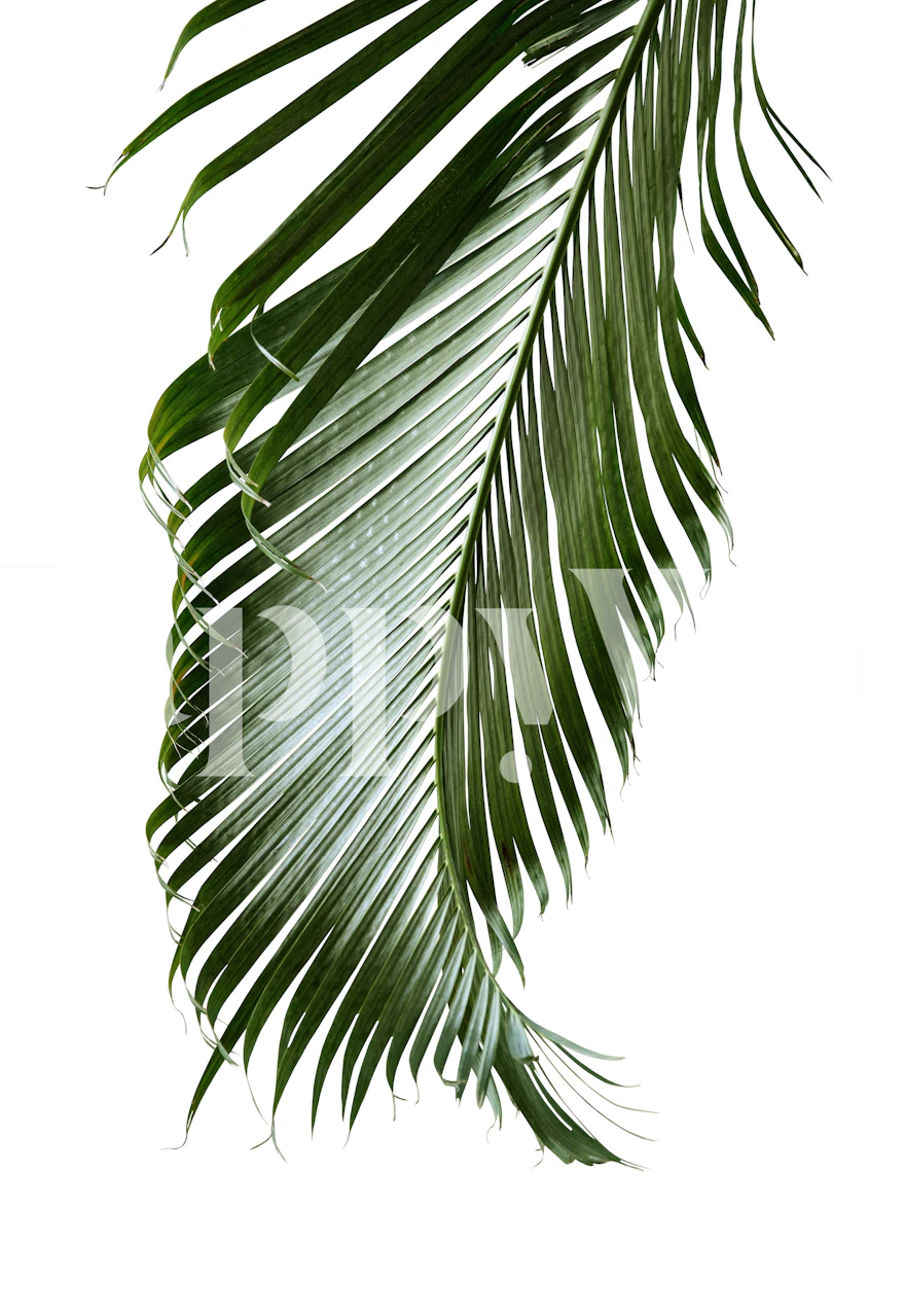 Green palm leaves on white background wallpaper