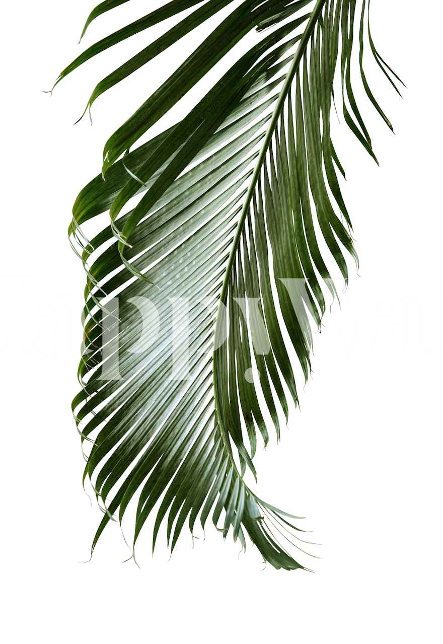 Green palm leaves on white background wallpaper