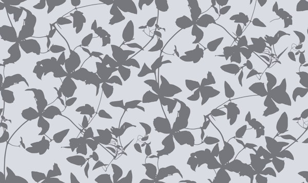 Grey Clematis Flowers