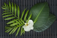 Zen Leaf Orchid Still Life wallpaper