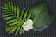 Zen Leaf Orchid Still Life