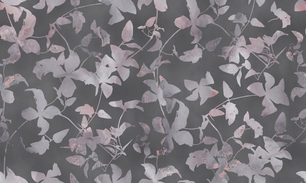 Smoke Pink And Grey Clematis