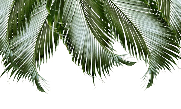 Palm Leaves Finesse 1a