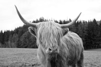 Highland Cow 6 ταπετσαρία