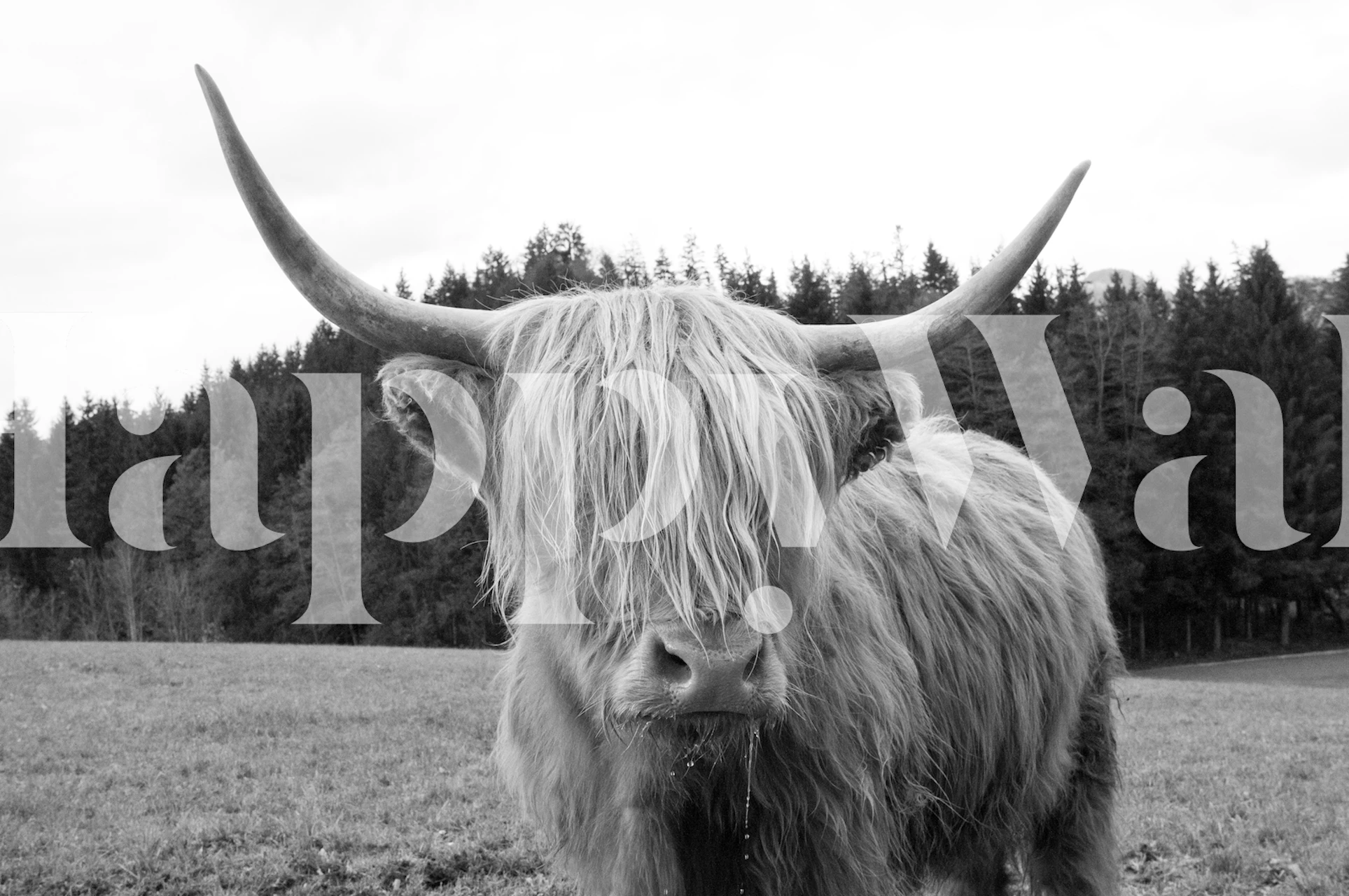 Tapeta Highland Cow v místnostním uspořádání