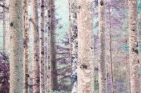 Fairytale Forest 1 carta da parati