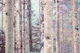 Fairytale Forest 1