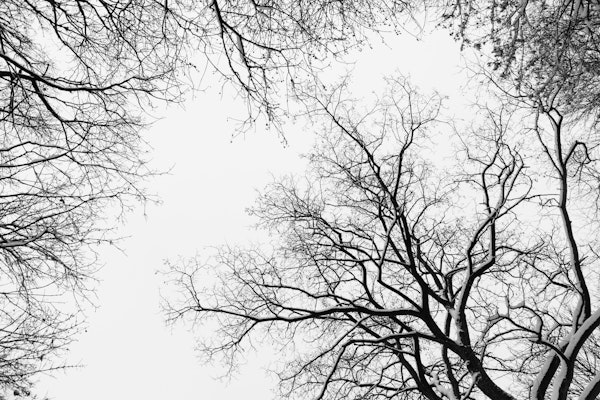 Snowy Tree Silhouettes 1