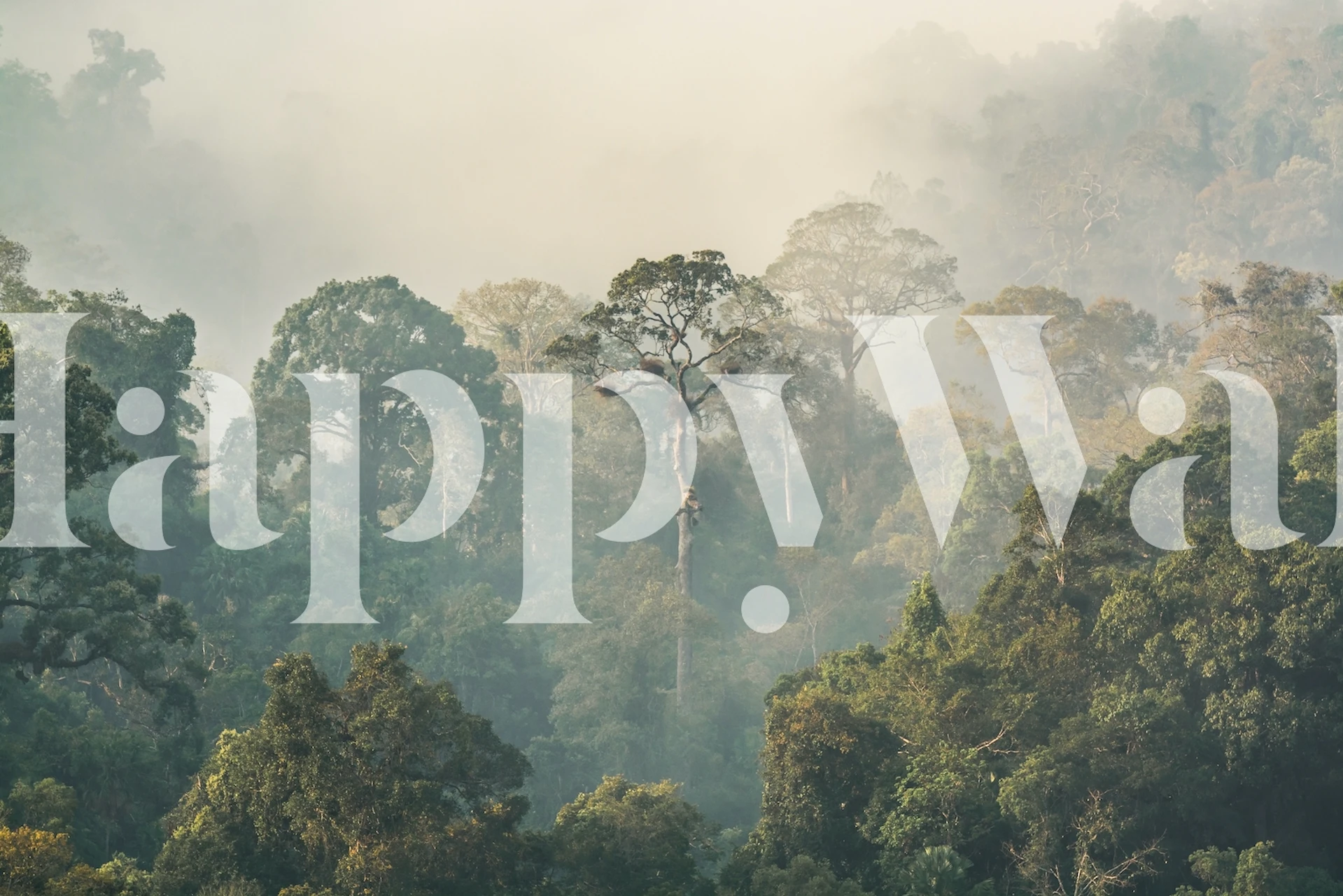 Lush green trees in a misty rainforest wallpaper