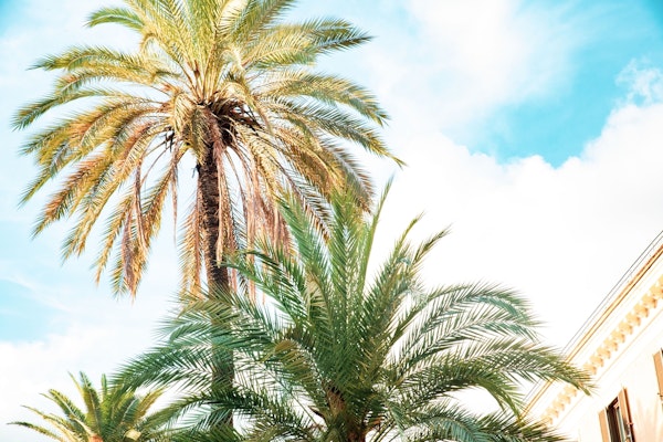 Bella Roma Palm in Rome 2