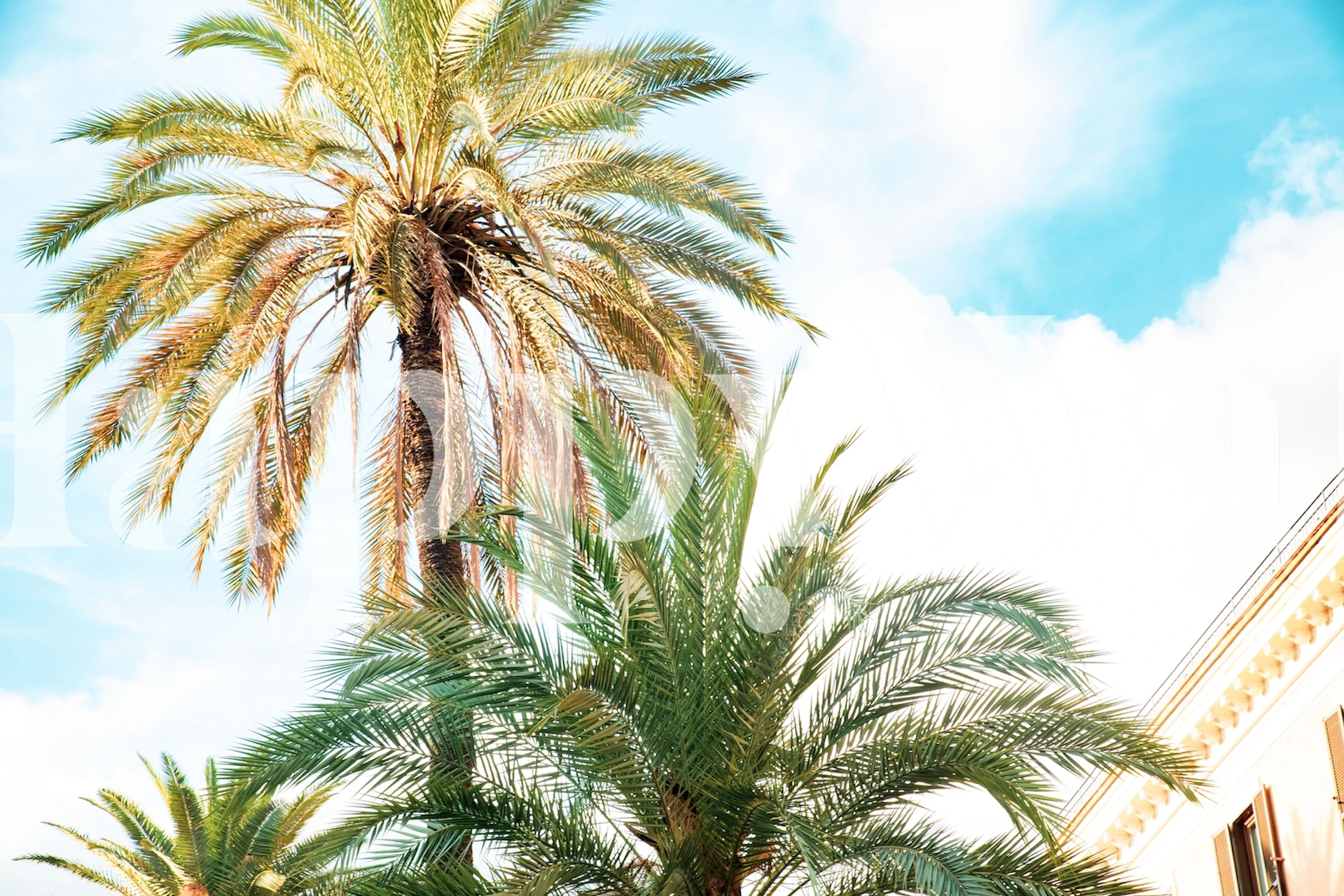 Tropical palm leaves against a bright blue sky wallpaper