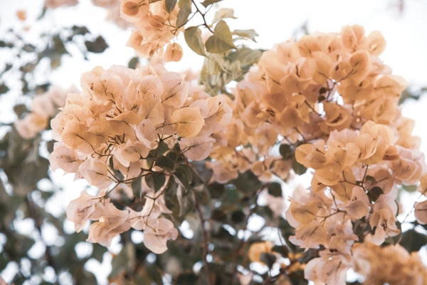 Bougainvillea Dream 1