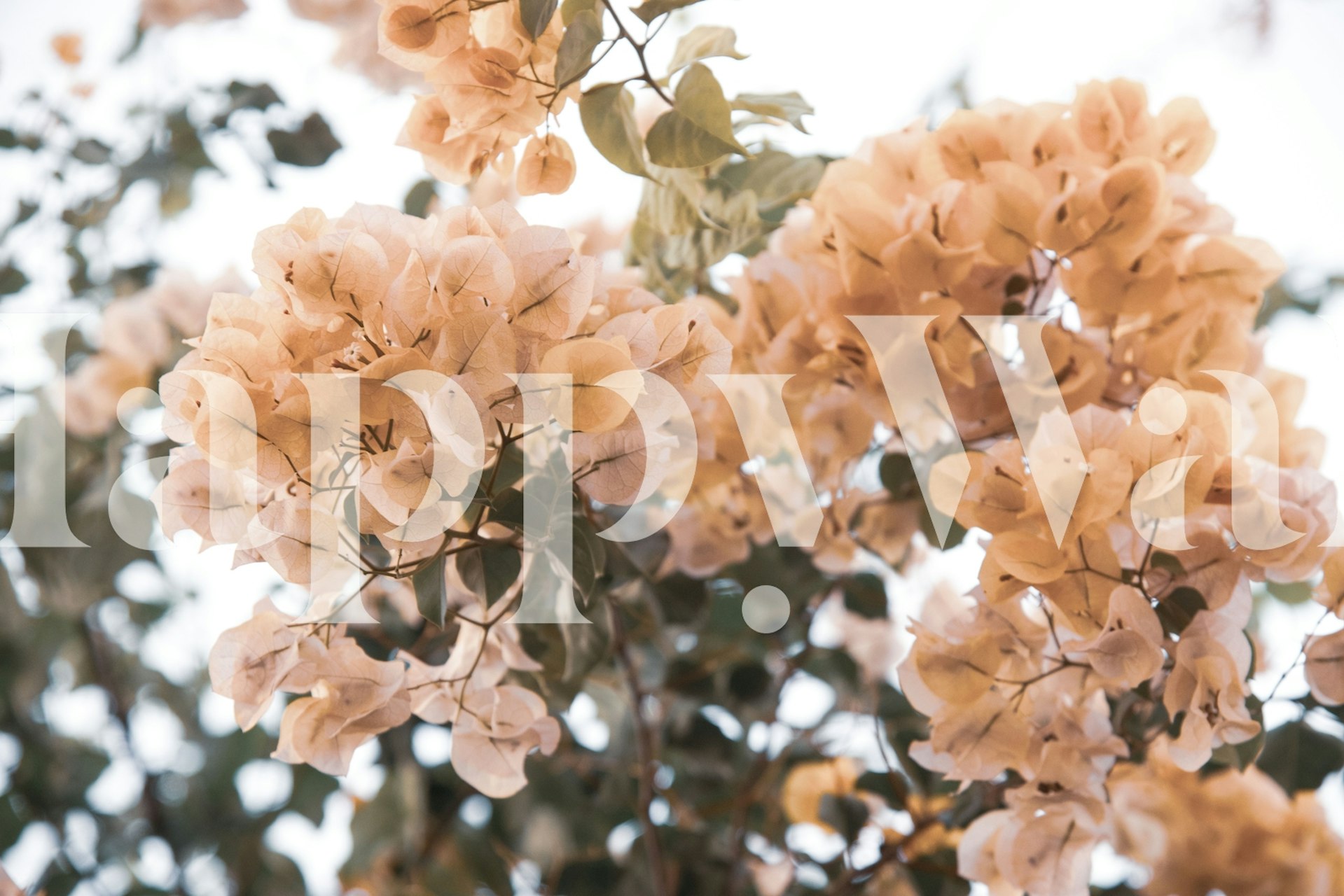 Papel de parede Bougainvillea Dream 1 em um quarto