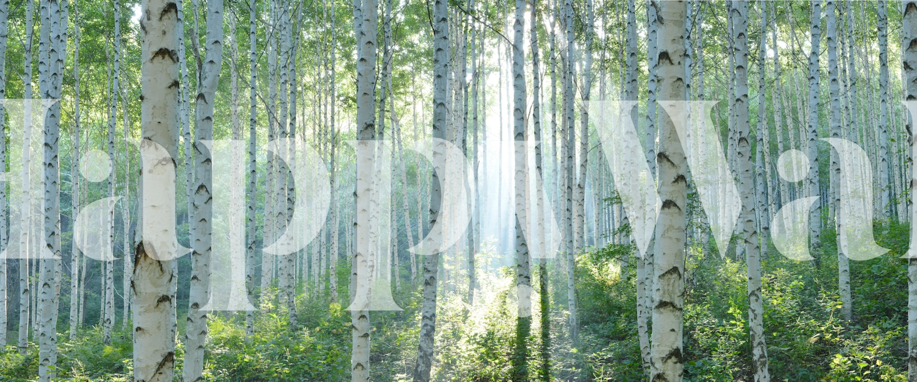 Forêt de bouleaux verte, arbres blancs, style naturel wallpaper