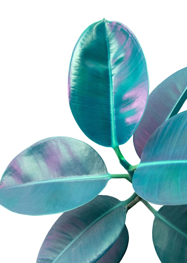 Ficus Elastica Iridescent 1