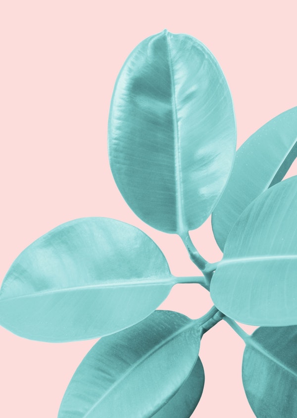 Ficus Elastica Pastel Blush 1