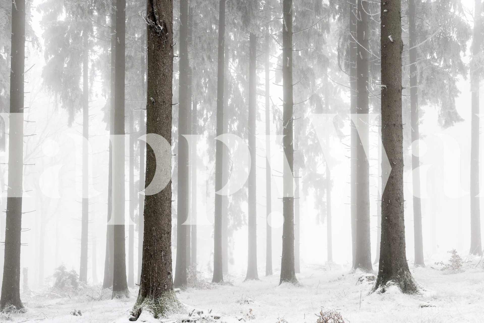 Tall trees in a snowy forest with mist, gray and white tones wallpaper