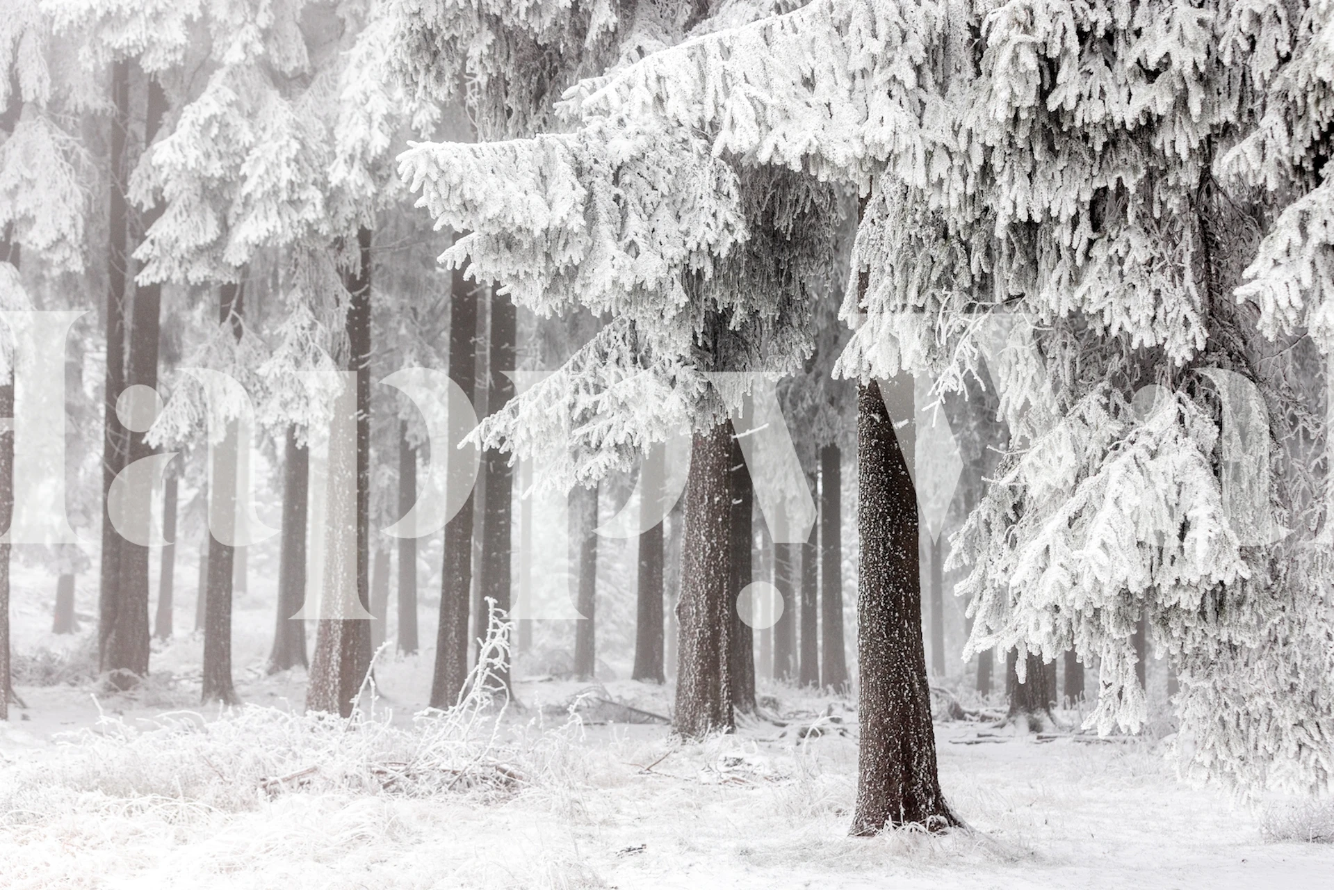 Snowy winter forest with tall trees and white landscape wallpaper