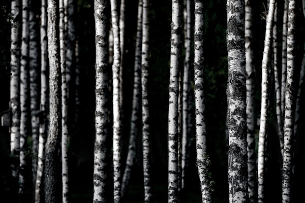 Birch Trees Dark