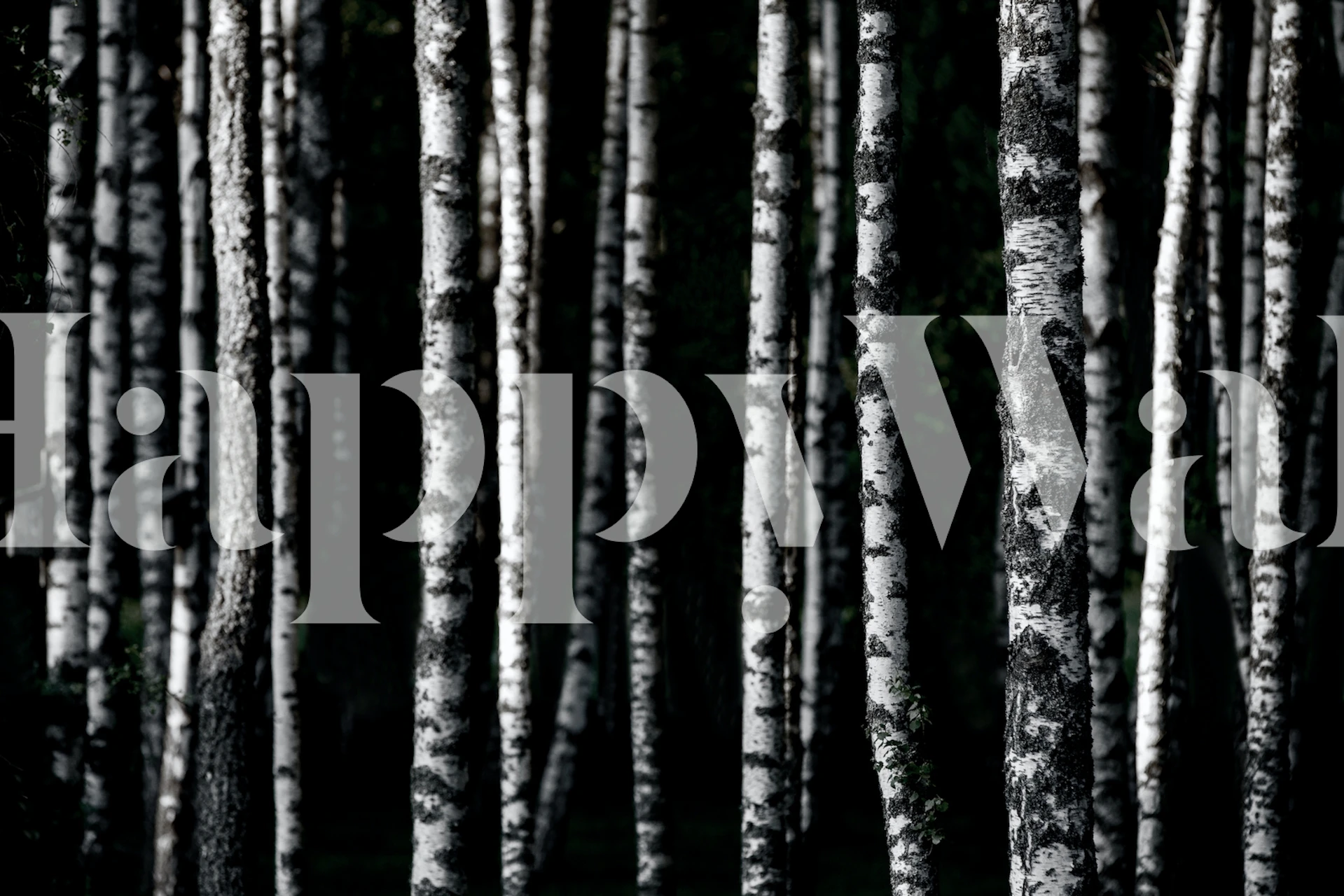 Papier peint de bouleaux en monochrome avec un fond sombre