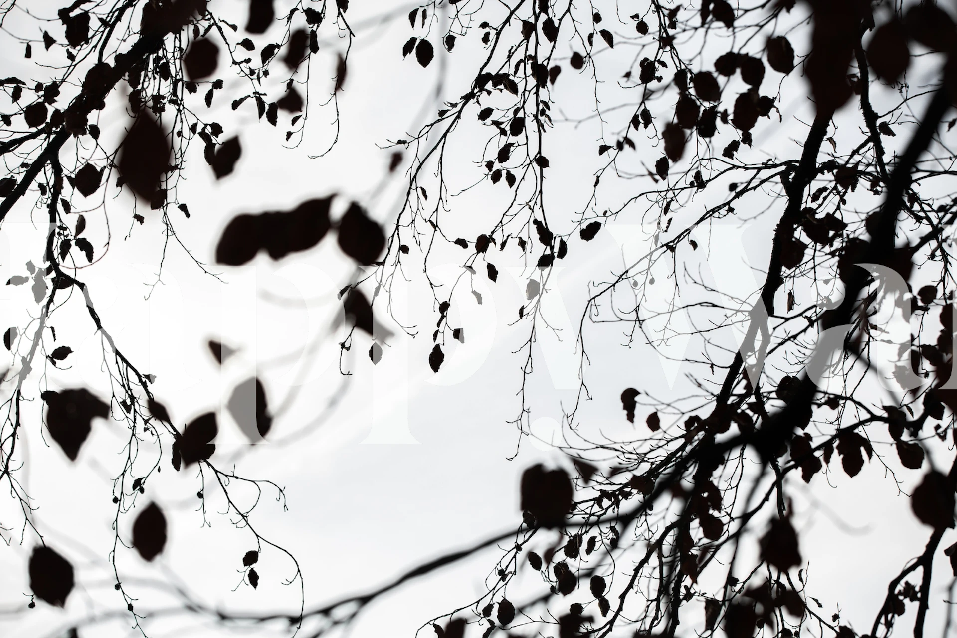 Silhouette design with black leaves and branches against a white background wallpaper.