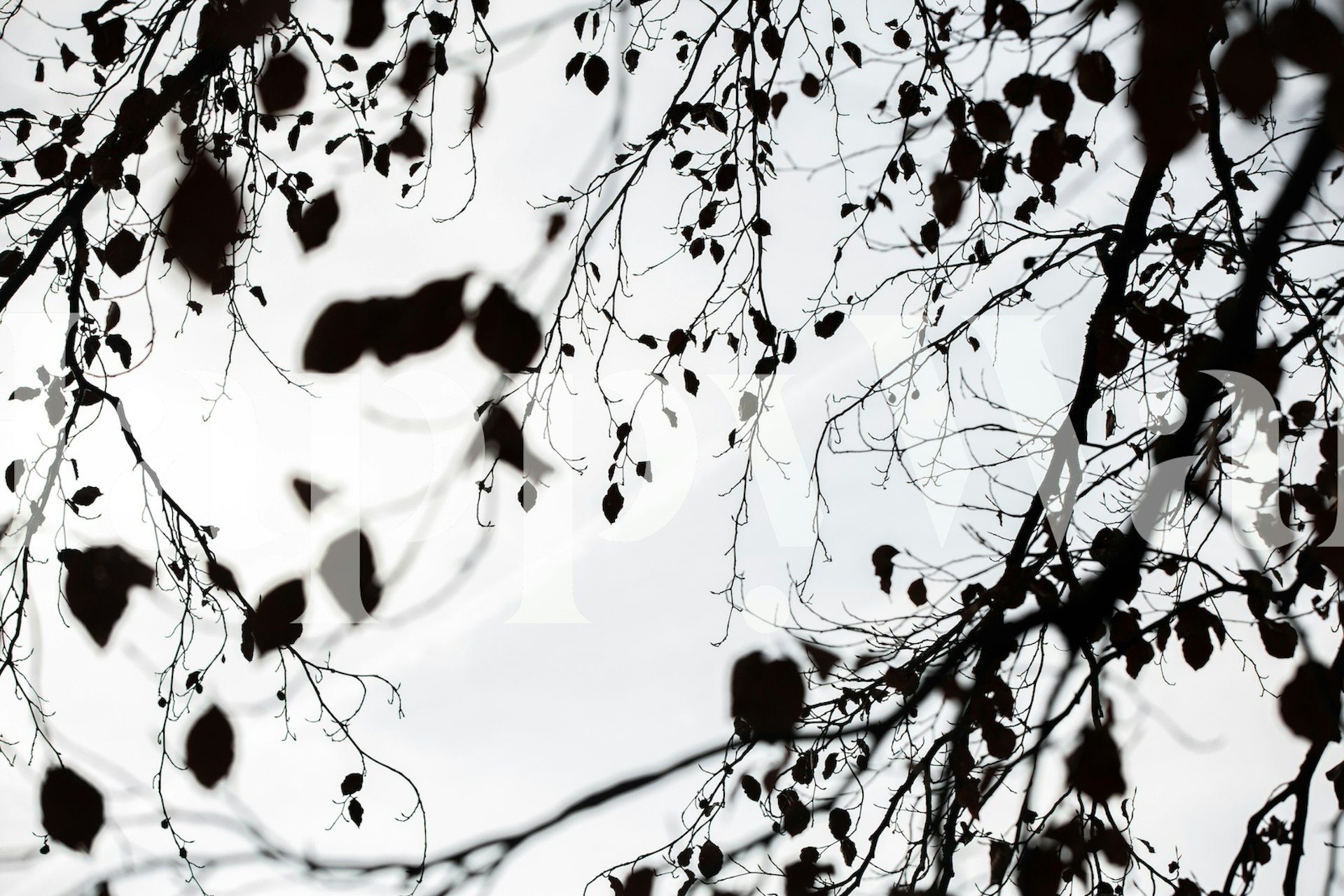 Silhouette design with black leaves and branches against a white background wallpaper.