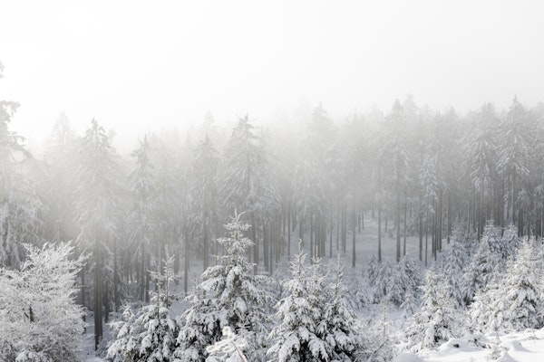 Snow-covered Trees 1