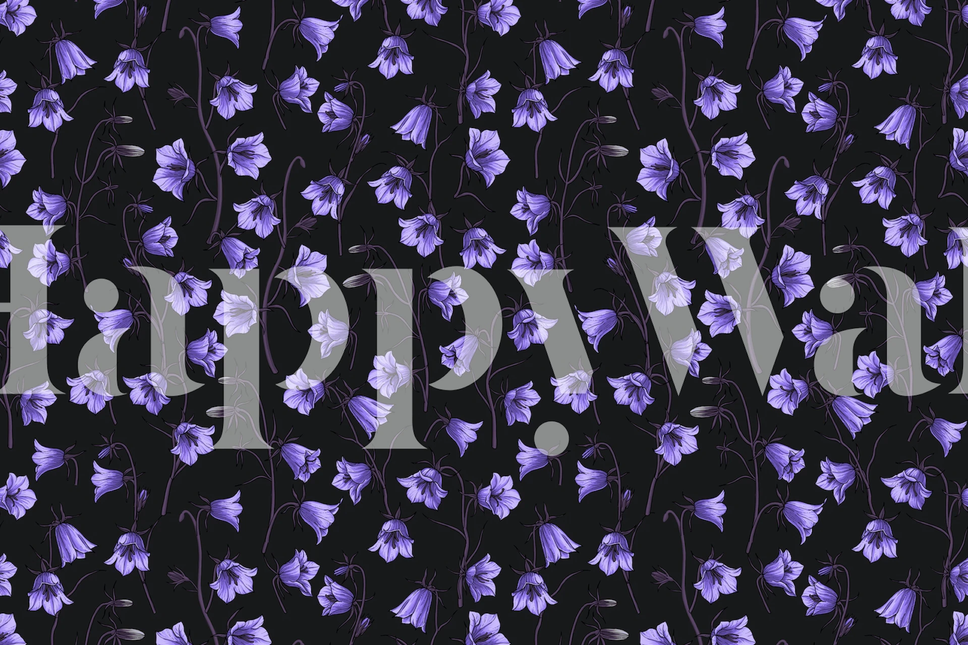 Purple bellflowers on a dark black background wallpaper