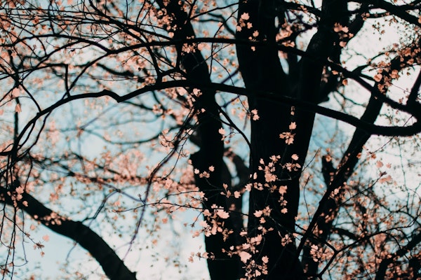 Tree with Pink Leaves