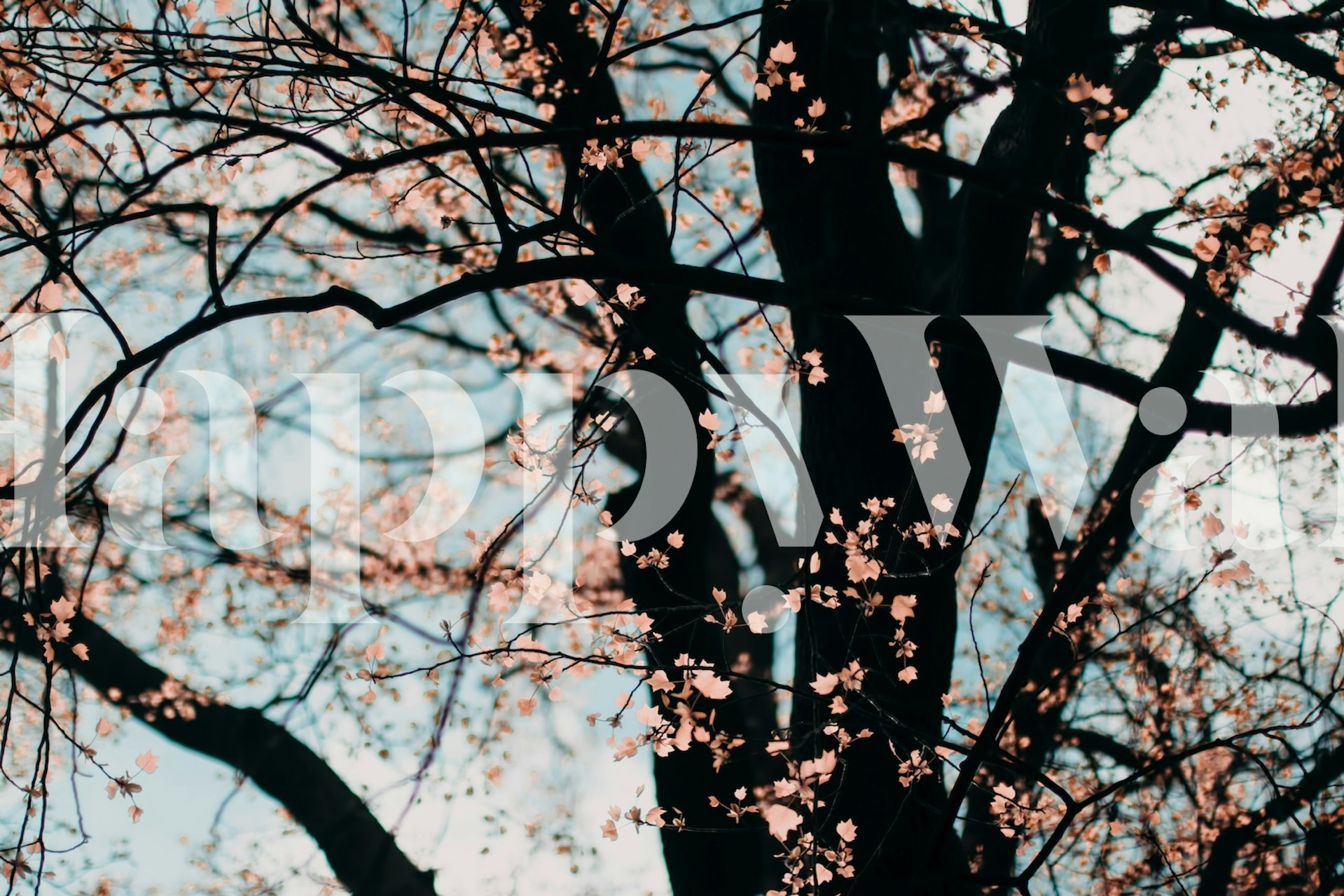 Tree with pink leaves wallpaper in a room