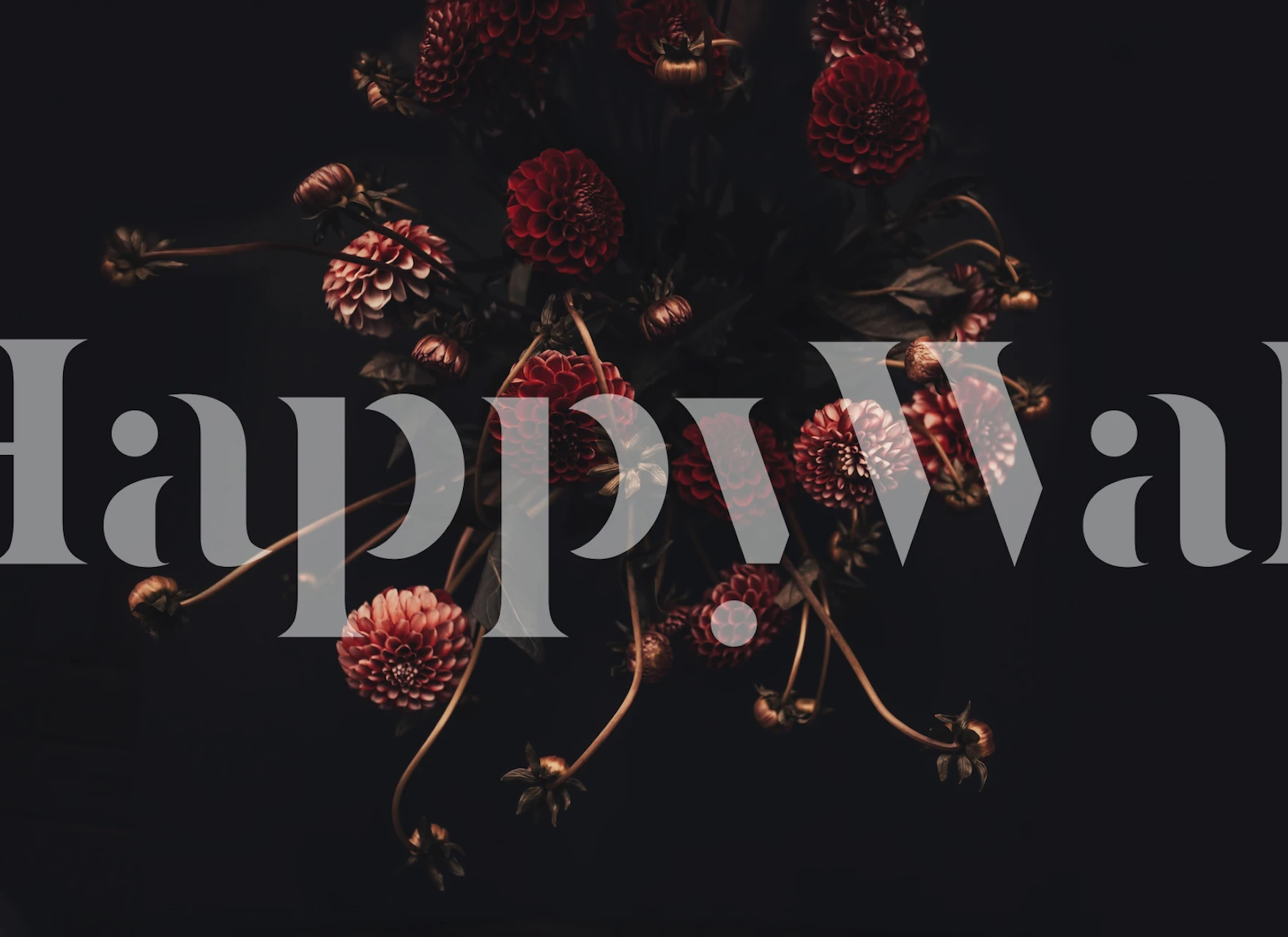 Red dahlias tapetdesign