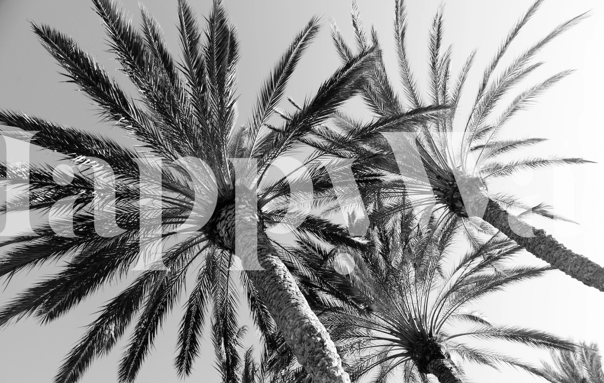 Palm Trees Bliss 2 wallpaper in a room