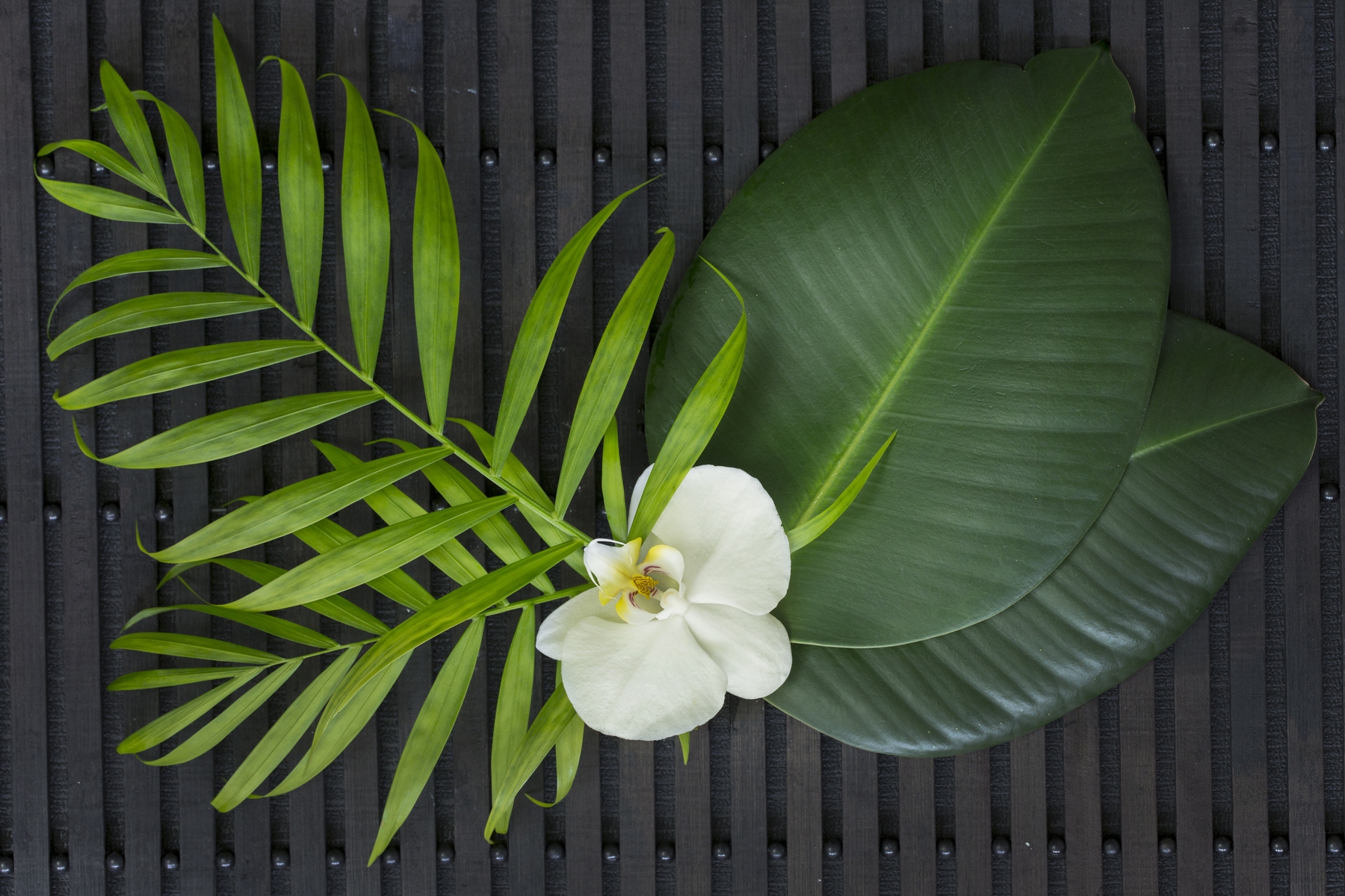 buy-green-leaves-orchid-zen-wallpaper-online-happywall