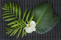 Green Leaves Orchid Zen wallpaper