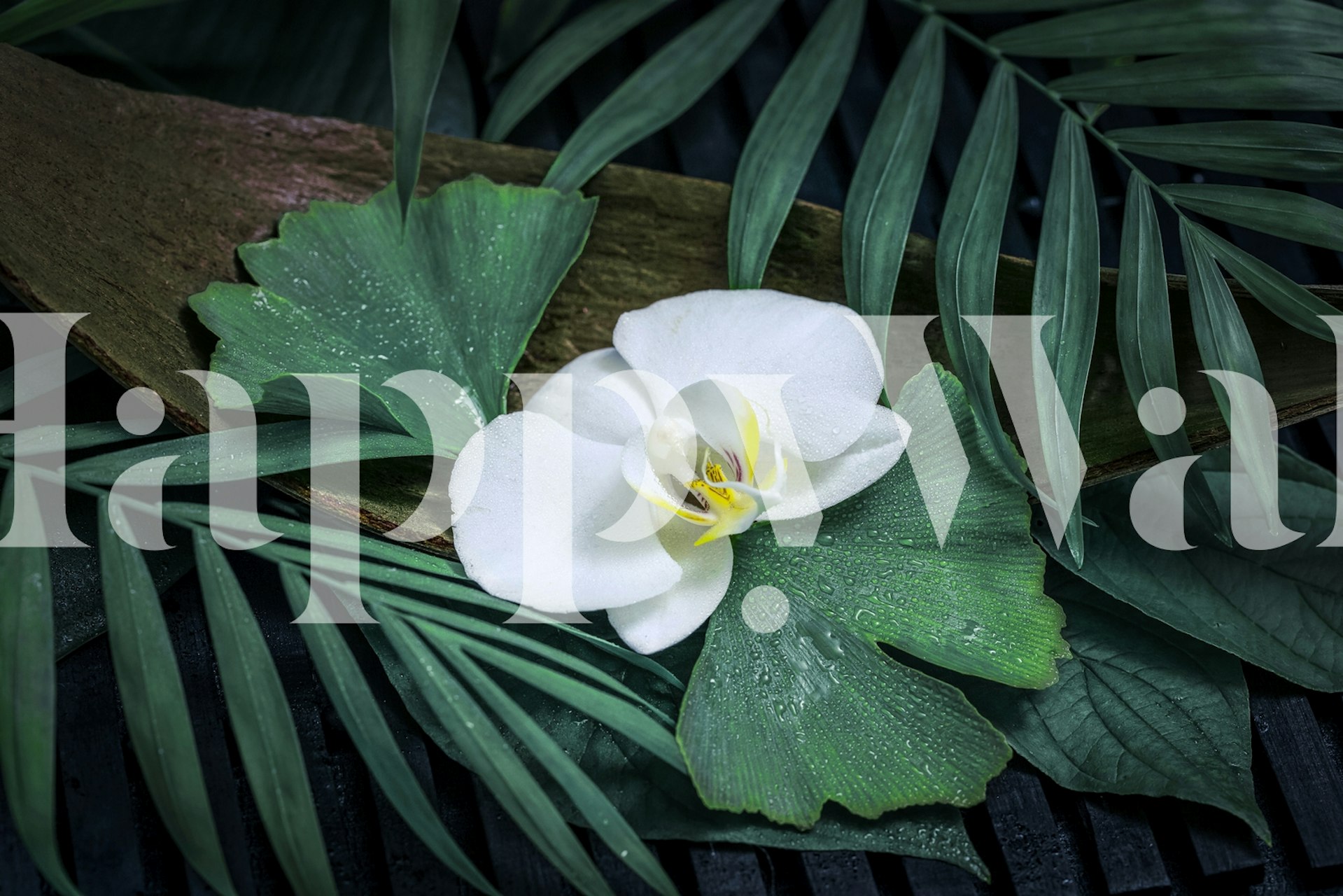 Green Leaves Orchid wallpaper in a room