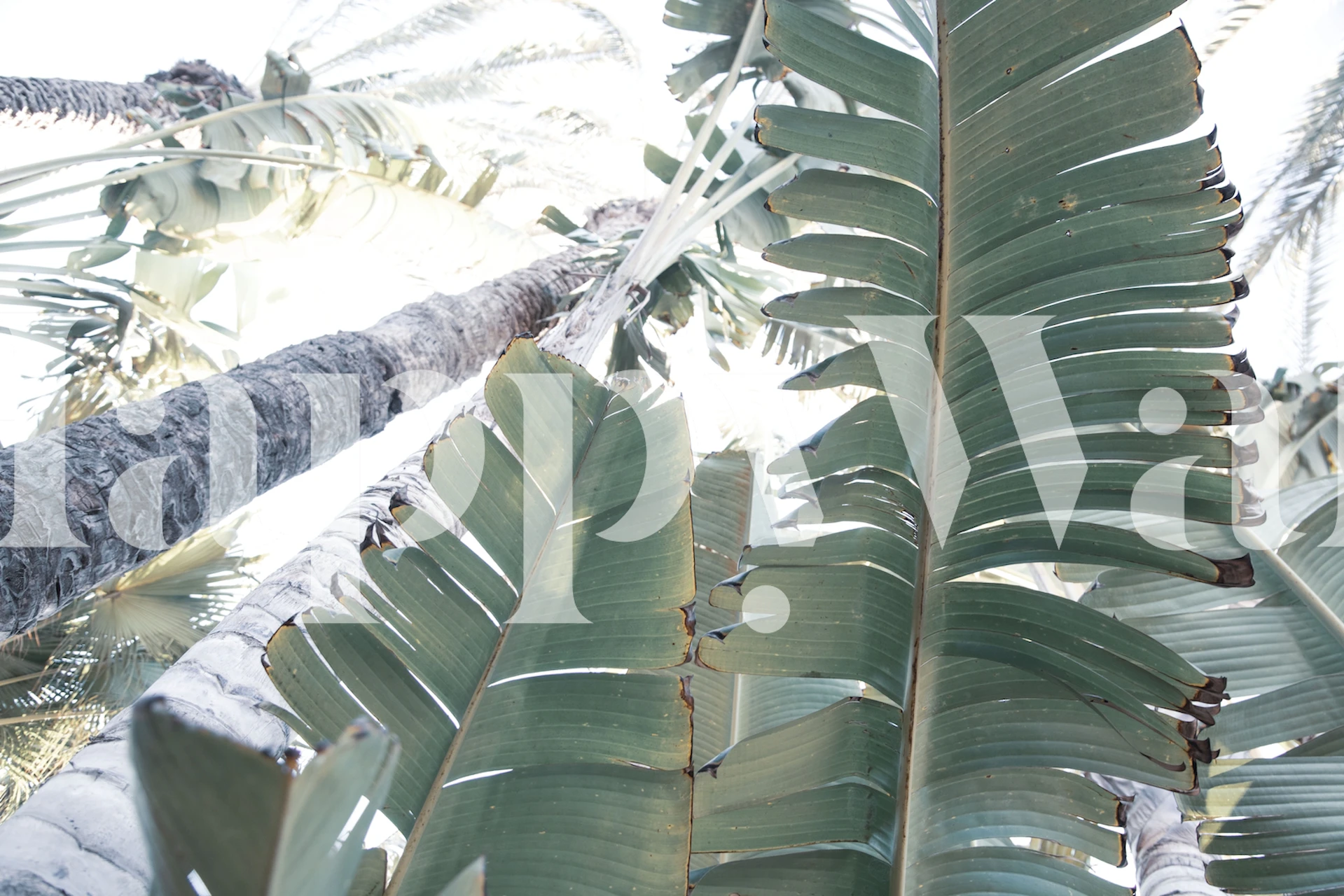 Tropiikkikasvien tapetti huoneessa