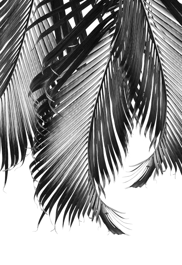 Palm Leaves Finesse 2a
