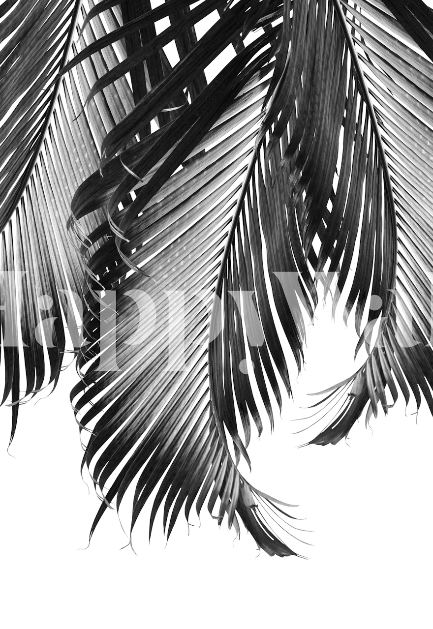 Black palm leaves on white backdrop wallpaper