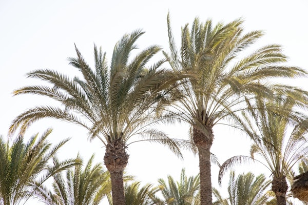 Oriental Palm Trees 1