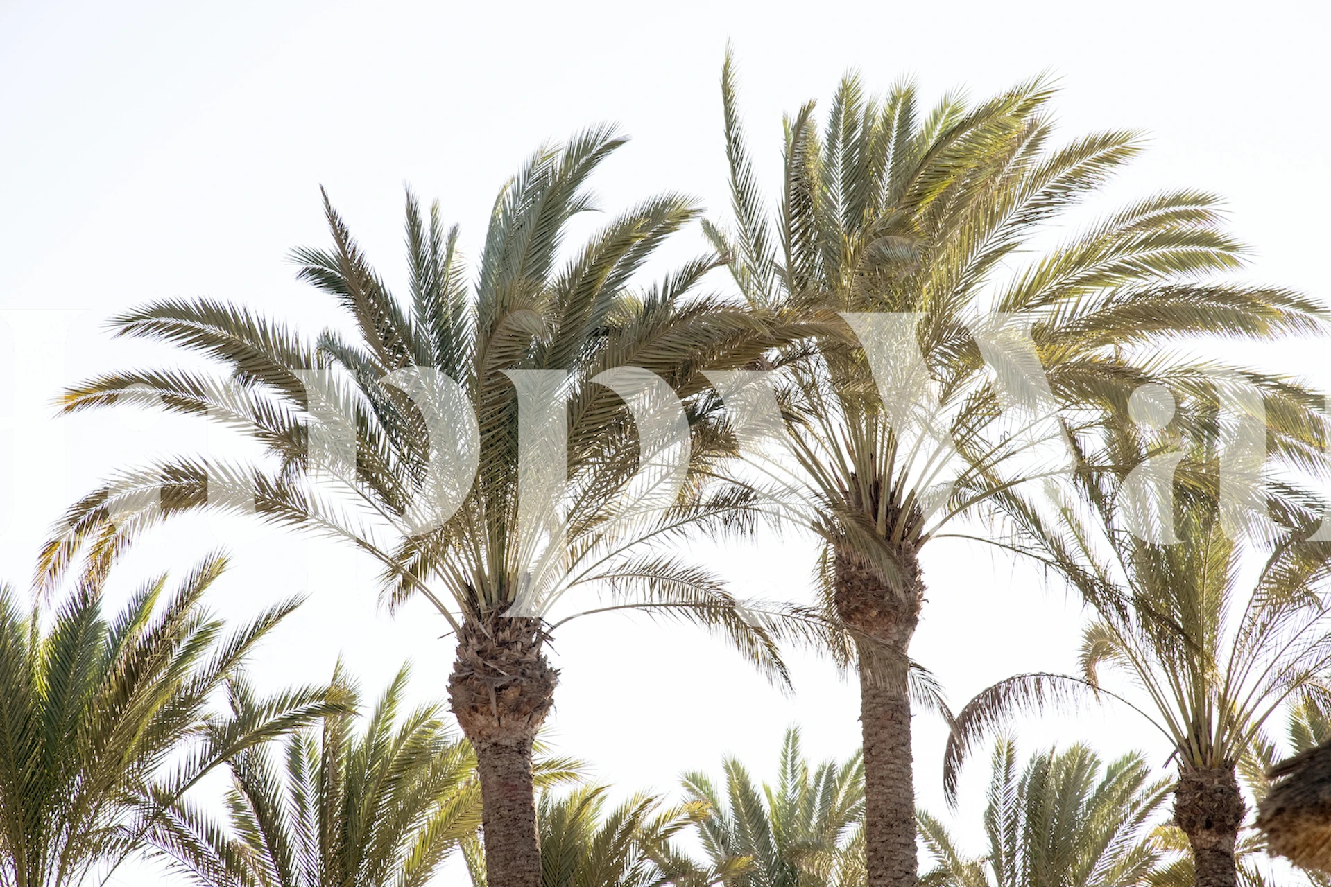 Papel de parede Oriental Palm Trees exibido em um quarto